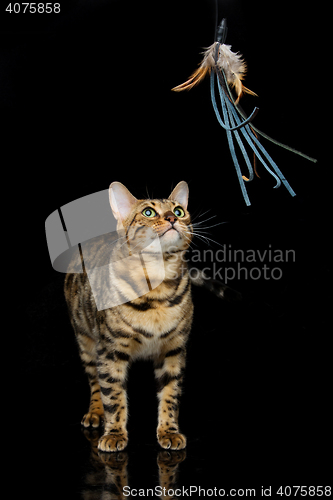 Image of Beautiful bengal cat