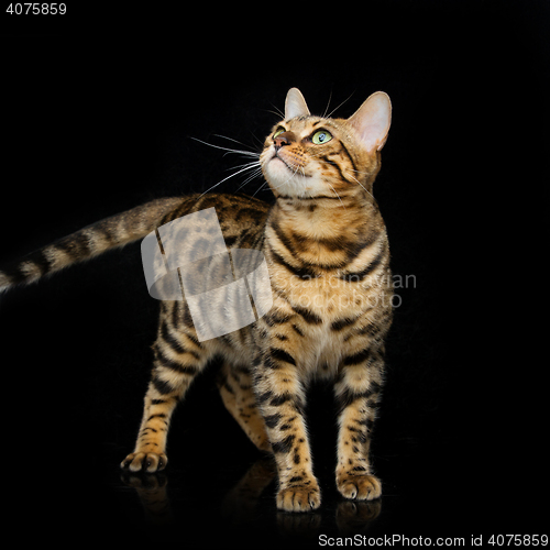 Image of Beautiful bengal cat