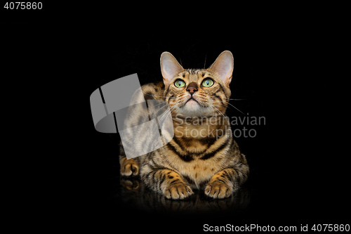 Image of Beautiful bengal cat