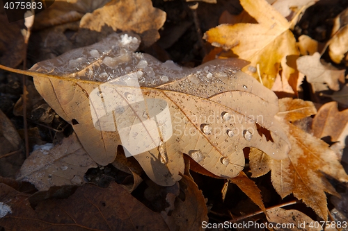 Image of Fallen frosty leaves