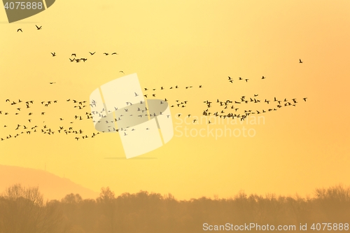 Image of Many Geese Flying