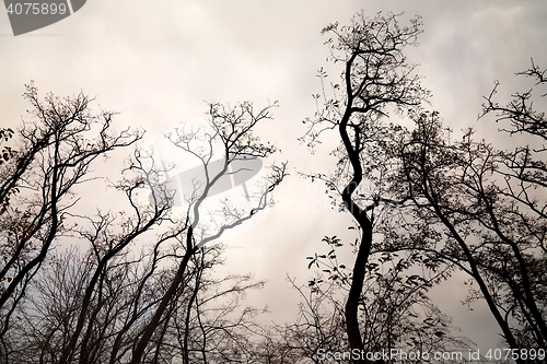 Image of Bare tree branches