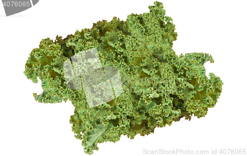 Image of Fresh leaf of isolated