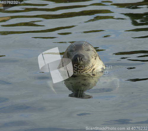 Image of Seal