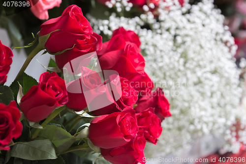 Image of Red roses close up. Background.
