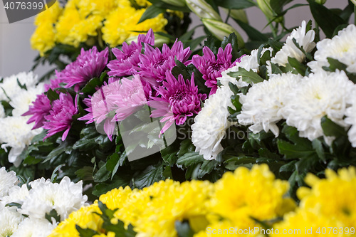 Image of white and yellow chrysanthemums