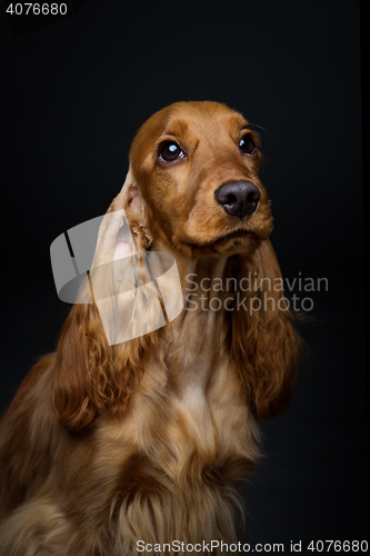 Image of Beautiful young cocker spaniel