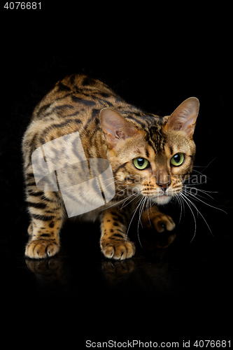 Image of Beautiful bengal cat