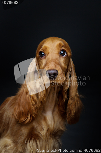 Image of Beautiful young cocker spaniel