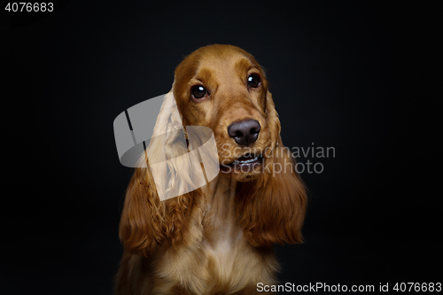 Image of Beautiful young cocker spaniel