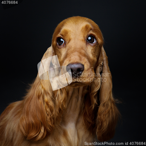 Image of Beautiful young cocker spaniel