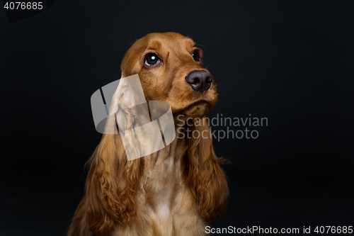 Image of Beautiful young cocker spaniel