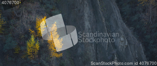 Image of Colorful autumn  forest with birch 