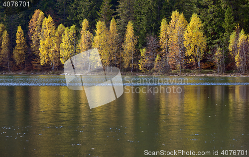 Image of Autumn  with the yellow foliage, reflected in Lake 