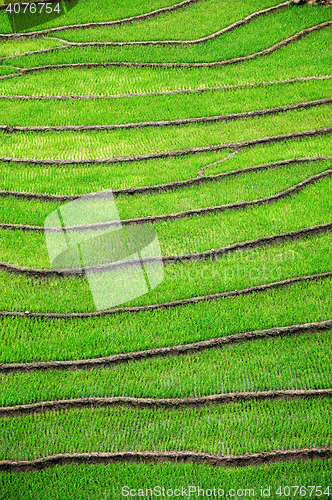 Image of Rice field terraces. Near Sapa, Mui Ne