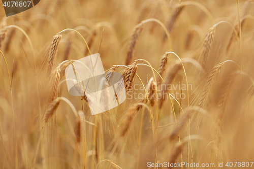 Image of cereal field with spikelets of ripe rye or wheat