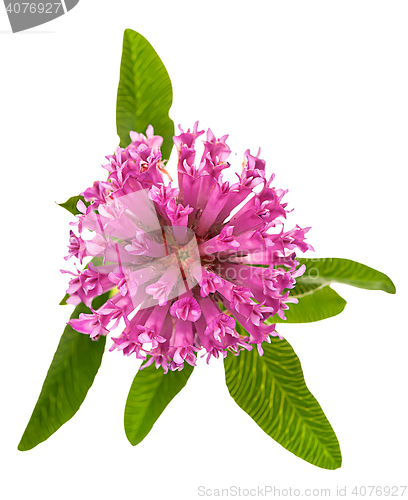 Image of On top clover flower with green leaves