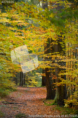 Image of Hidden Forest Path