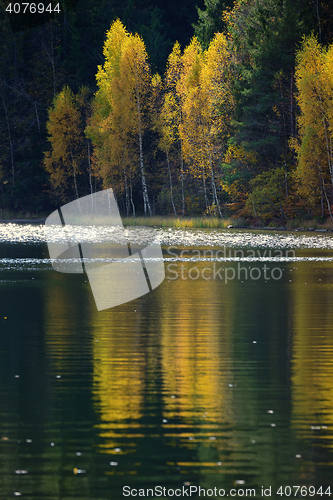 Image of Autumn  with the yellow foliage, reflected in Lake