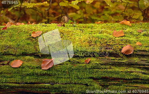 Image of Abstract background of autumn leaves