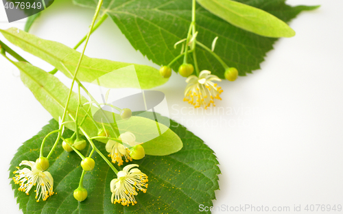 Image of linden flowers on a white background