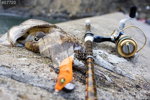 Image of cuttlefish animal marine life fishing with a color lure