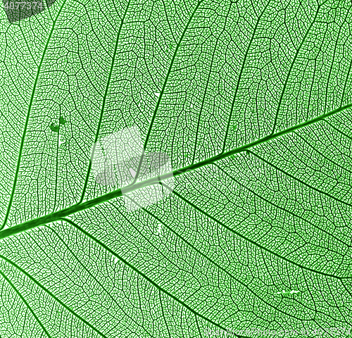 Image of green leaf background