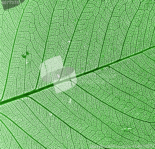 Image of green leaf background