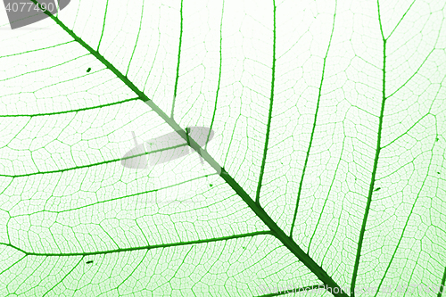 Image of green leaf background