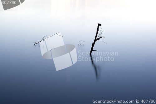 Image of abstract water plant