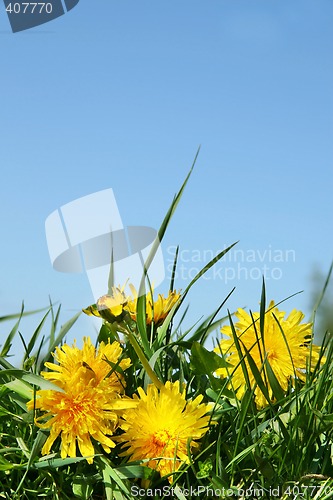 Image of Yellow dandelions