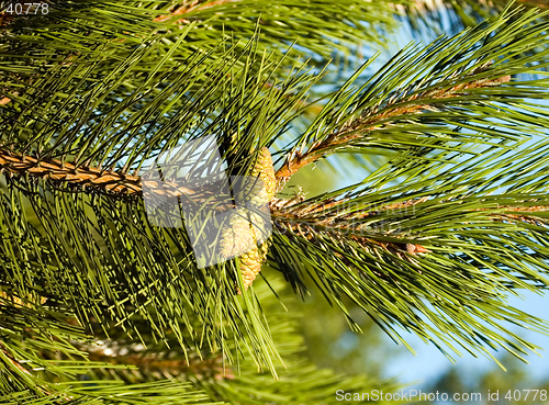 Image of Pine-tree branch