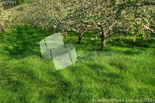 Image of Apple orchard