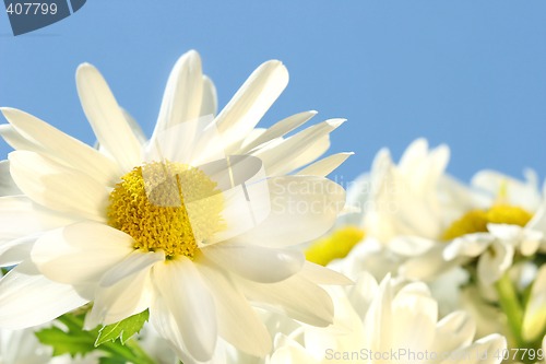 Image of Daisies against the blue sky