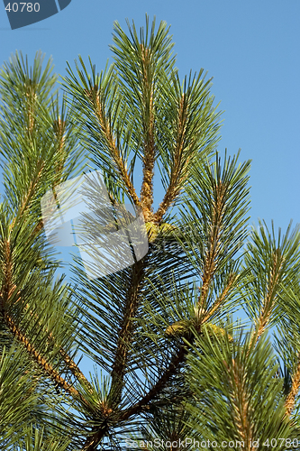 Image of Pine-tree branch