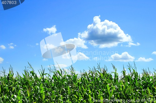 Image of Field of corn in August