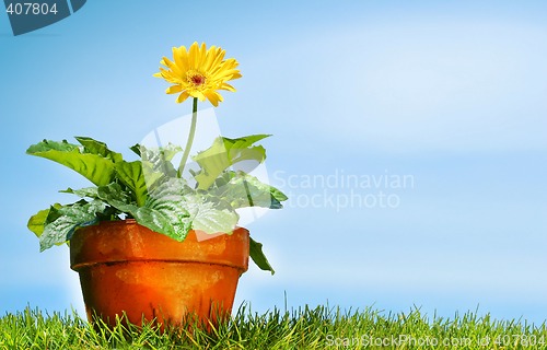 Image of Flower pot on the grass