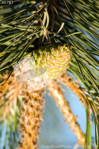 Image of Pine-tree branch