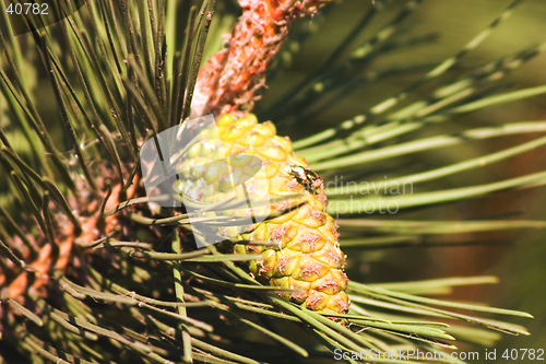 Image of Pine-tree branch