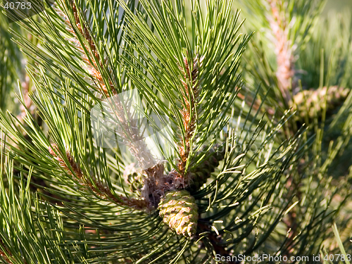 Image of Pine-tree branch