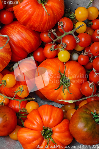 Image of Tomatoes in colander