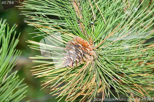 Image of Pine-tree branch