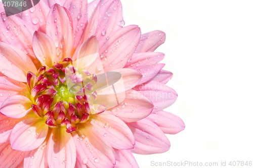 Image of Pink dahlia flower