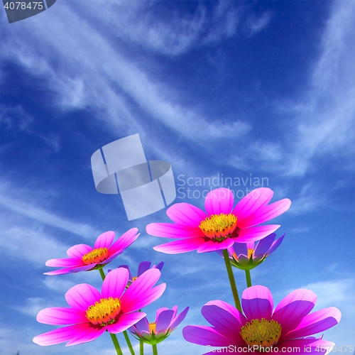 Image of Beautiful Cosmos Flower against the sky. 3D illustration.