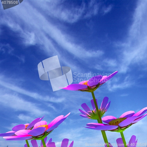 Image of Beautiful Cosmos Flower against the sky. 3D illustration.