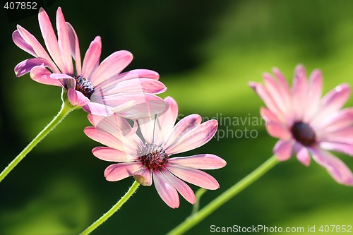 Image of Pink daisies