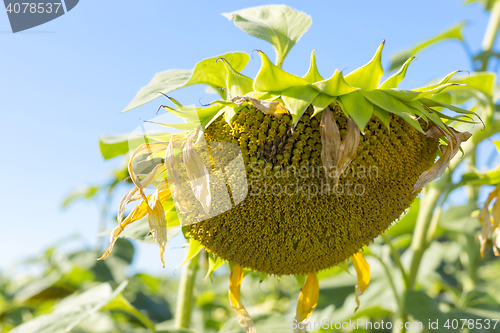 Image of Natural sunflower in field of sunflowers