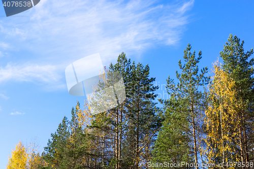 Image of Autumn forest and skies