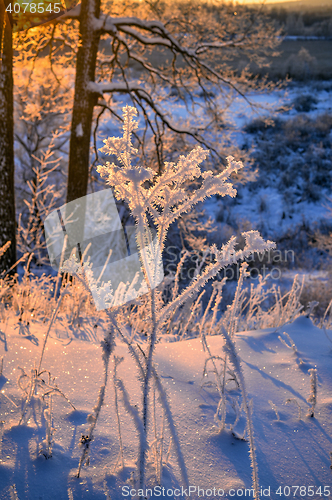 Image of winter landscape in the forest with the morning sun.