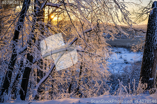 Image of winter landscape in the forest with the morning sun.